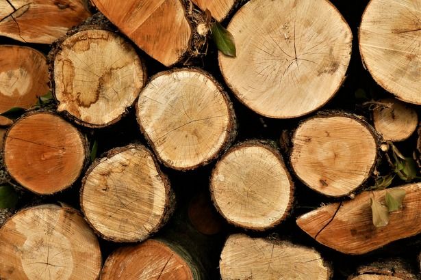Территорию района Матушкино освобождают от больных и засохших деревьев