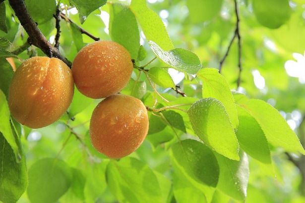 Гостей многонационального праздника «Абрикос-2019» угостят спелыми плодами