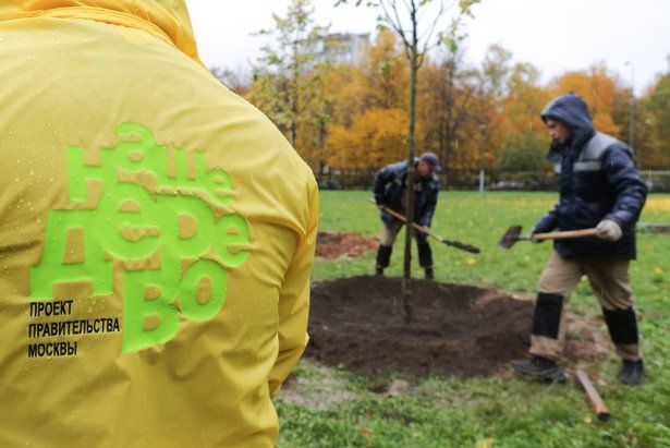В проекте «Наше дерево» будет высажено осенью более 8 тысяч саженцев