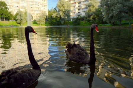 Пара черных лебедей вернулась на Быково болото