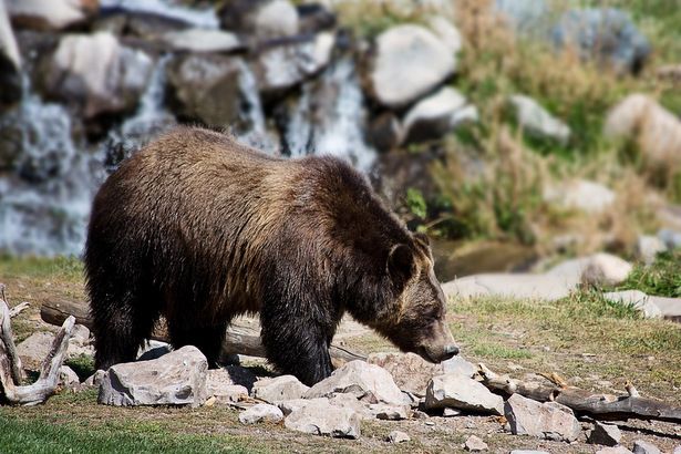 Экологический благотворительный проект «Счастливый Медведь» нашел продолжение в социальном центре Зеленограда