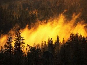 Памятка о мерах пожарной безопасности в лесах  и лесопарковых зонах