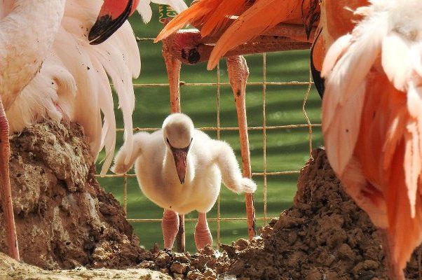 В Московском зоопарке обитает самая многочисленная в России колония фламинго