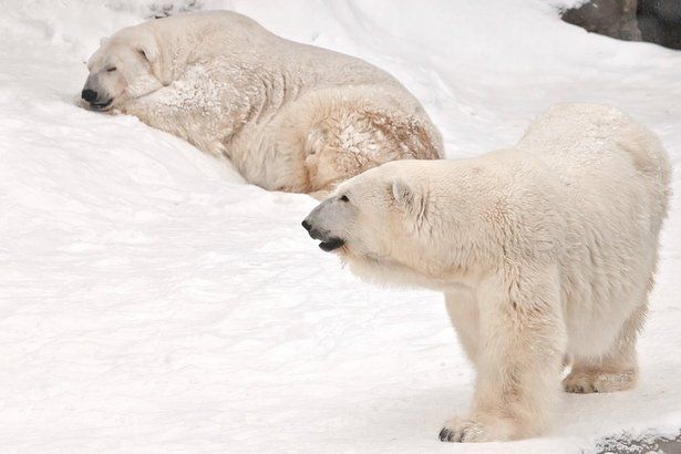 В Московском зоопарке отметят день белого медведя