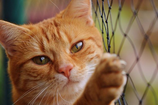 Всемирный день кошек отметили в Матушкино спектаклем по знаменитой сказке Киплинга