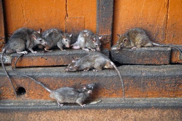 В районе Матушкино активизировалась работа по истреблению крыс и мышей