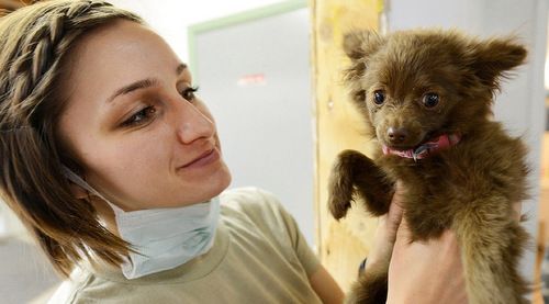 В ближайшие два дня в Матушкино будут проводить вакцинацию домашних животных от бешенства