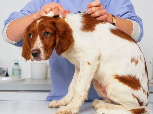 За два дня в Матушкино вакцину от бешенства получили  более 180 домашних животных