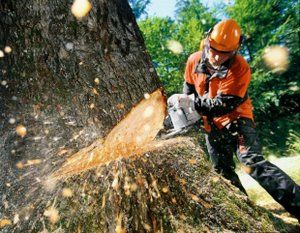 В районе Матушкино продолжаются работы по санитарной вырубке деревьев