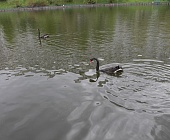 Пара черных лебедей вернулась на Быково болото после зимовья
