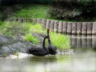 Запуск черных лебедей на Быковом болоте