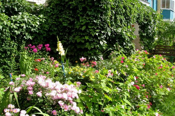 В Матушкино определили самые нарядные дворовые цветники