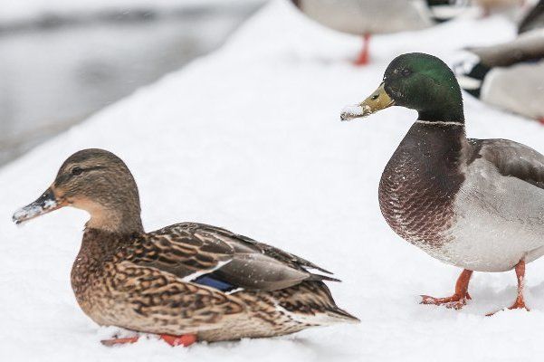 На столичных водоемах в этом году остались зимовать около 8,5 тысяч водоплавающих птиц
