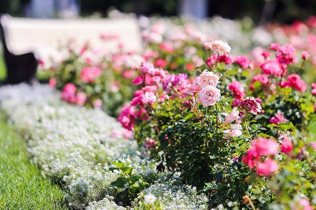 Совет депутатов проводит весеннее соревнование "Цветы Матушкино"