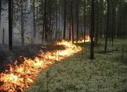Сохраним природные территории Зеленограда от пожаров