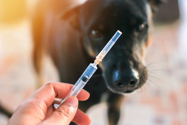 Зоозащитники призывают москвичей вакцинировать своих домашних животных