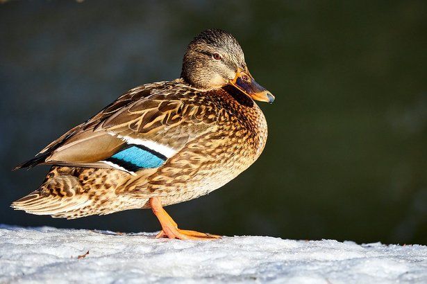 Столичные экологи назвали количество зимующих в городе водоплавающих птиц