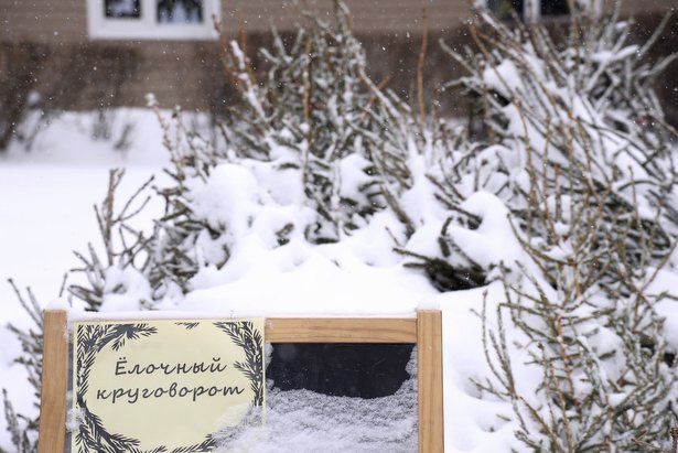 В Матушкино организовано три  пункта приема в утиль новогодних елок