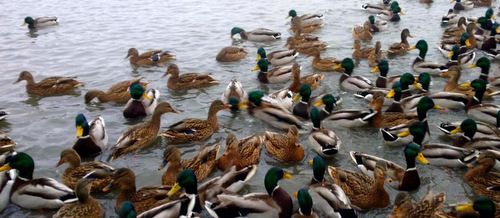 «Мосприрода» приглашает горожан поучаствовать в подсчете водоплавающих птиц
