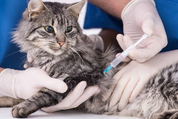 В субботу в 4-м микрорайоне будет проводиться вакцинация от бешенства домашних животных
