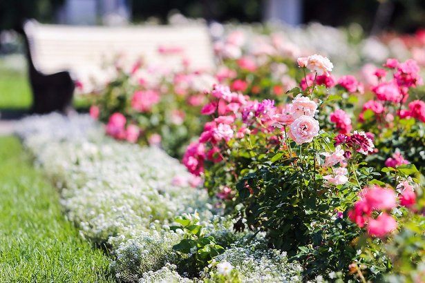 Для проведения любительского конкурса «Цветочный джем» подготовлено более 500 тысяч растений