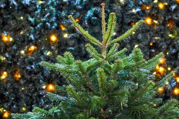 Пункты утилизации новогодних елок начнут работать в Матушкино в рамках столичной акции «Елочный круговорот»