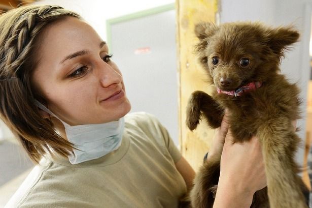 В Зеленограде открываются дополнительные пункты вакцинации животных от бешенства
