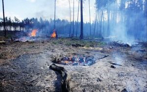 Дым от сжигания срубленной древесины может сегодня дойти до Зеленограда