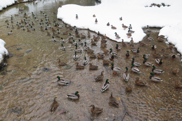 Участники акции «Серая шейка» насчитали в Зеленограде 183 водоплавающие птицы