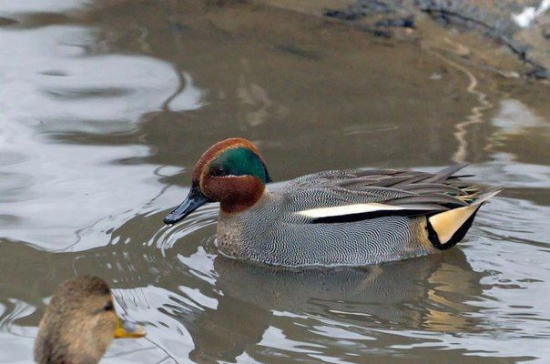 В Зеленограде пройдет зимний учет водоплавающих птиц