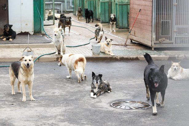 Москвичи собрали рекордное количество кормов в помощь приютам для бездомных животных