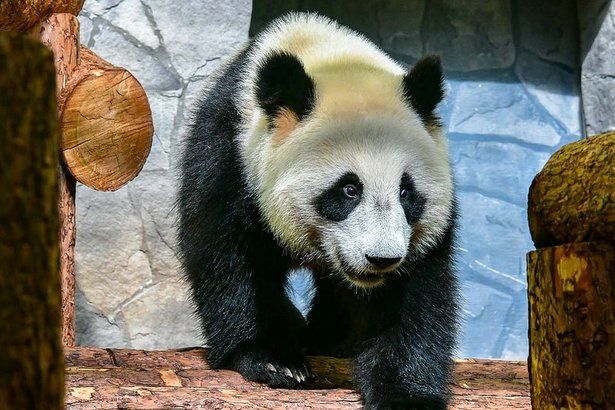Понаблюдать за жизнью двух панд Московского зоопарка можно будет в прямом эфире