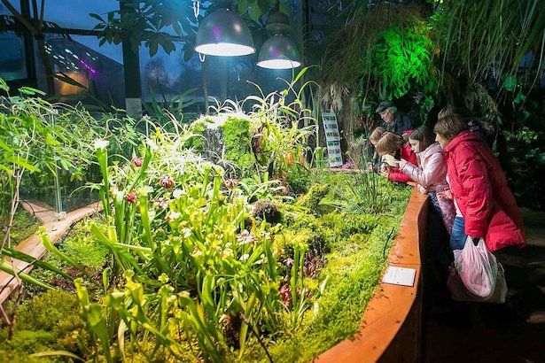 В «Аптекарском огороде» в Москве стартовал фестиваль «Тропическая зима»