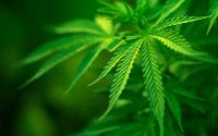 В Матушкино прошел рейд по выявлению фактов выращивания наркотических растений