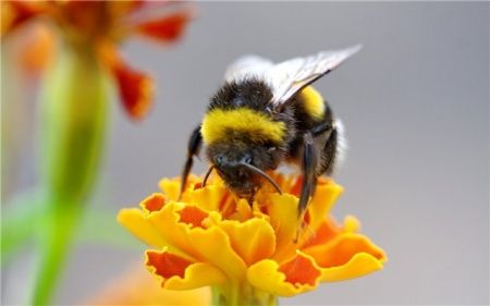 Пчёлкины именины в Зеленограде: приглашаем на экскурсию