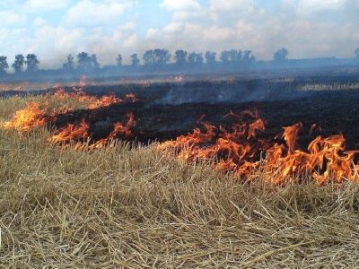 Зеленоградские пожарные обеспокоены ростом бесконтрольного пала сухой травы