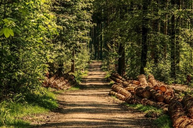 Сухостойные деревья в лесопарках района Матушкино начнут удалять в августе