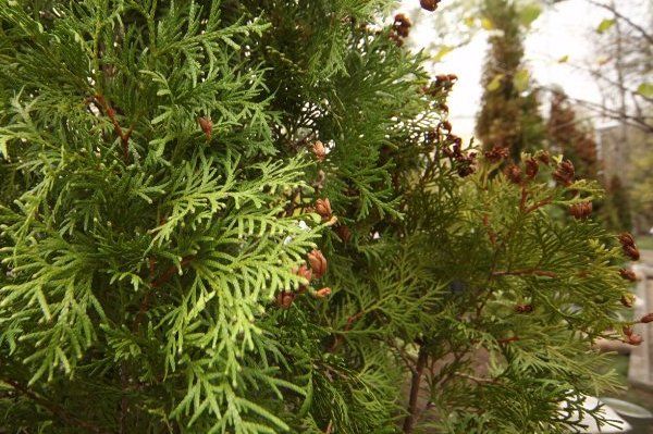 В районе Матушкино по заявкам жителей высадили 25 саженцев деревьев
