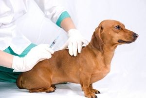 На этой неделе в 1-м и 4 –м микрорайонах будут проводить вакцинацию домашних животных от бешенства