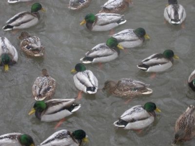 Сколько водоплавающих птиц зимует в Зеленограде?