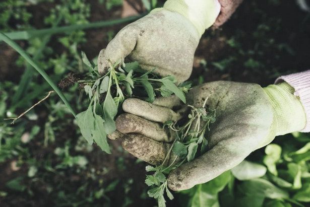 Зеленоградских долголетов приглашают на онлайн-занятия по садоводству и ландшафтному дизайну