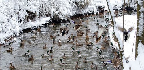 Участники экологической акции насчитали в Зеленограде почти 160 зимующих уток