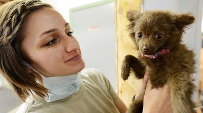 В понедельник в Матушкино будет проводиться бесплатная вакцинация домашних животных от бешенства