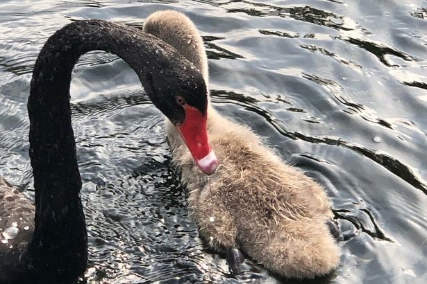 Дети пары черных лебедей на Быковом болоте осваивают житейские навыки