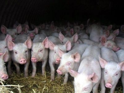 Ветеринарный надзор предупреждает об опасности заноса возбудителя африканской чумы свиней