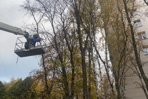 Территорию Матушкино продолжают освобождать от засохших и аварийных деревьев