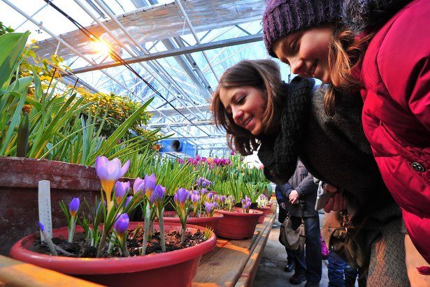 «Аптекарский огород» в Москве порадует посетителей выставкой весенних цветов