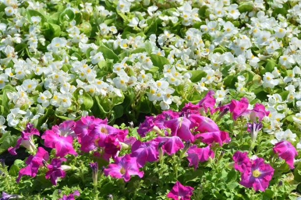 Территорию района Матушкино украсил яркий ковер из летних цветов