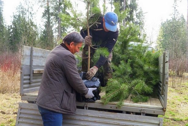 Лесопарковую территорию района Матушкино украсили молодые сосенки