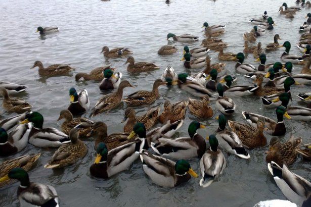 В Зеленограде проведут перепись водоплавающих птиц